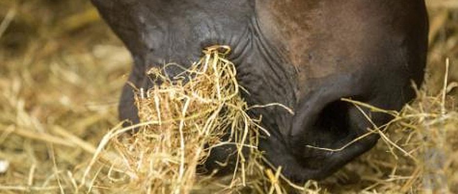 De spijsvertering van het paard