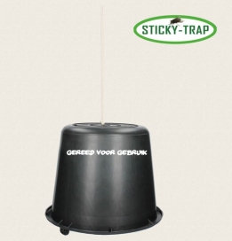 Sticky-Trap Emmer